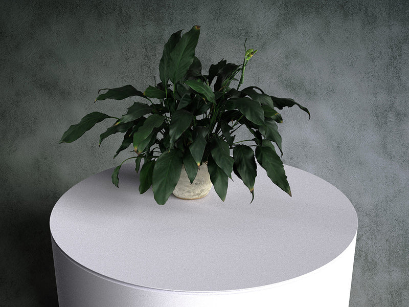 Peace Lily (Spathiphyllum) in Pot