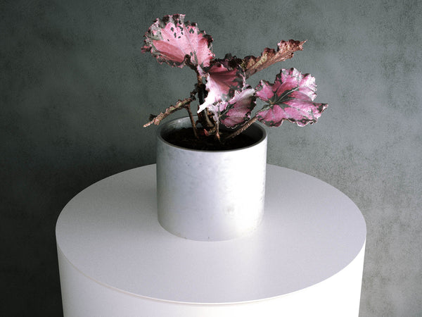 Begonia Plant (Begonia Rex Hybrid) - 01