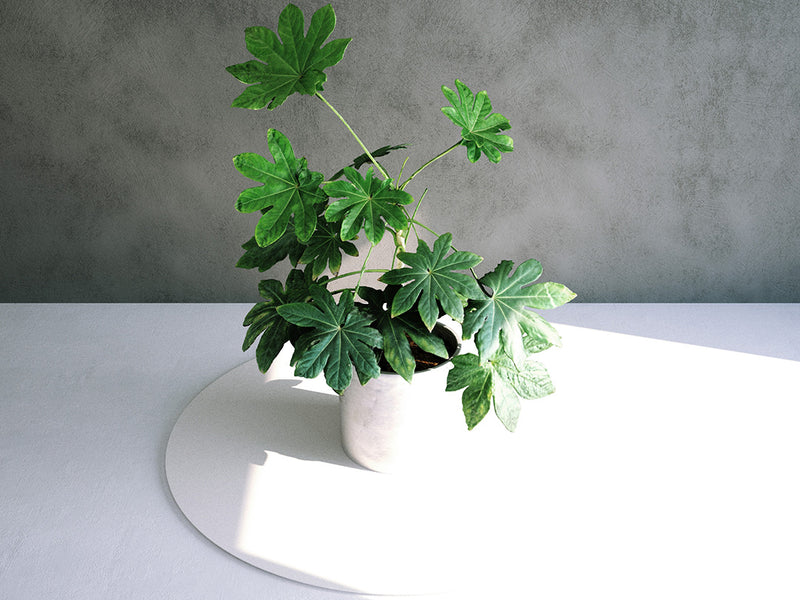 Simulat 3d Model: Fatsia Japonica House Plant