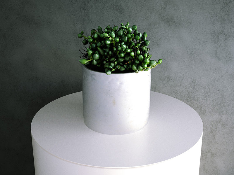 Senecio Citriformis Pot (Dwarf Succulent)