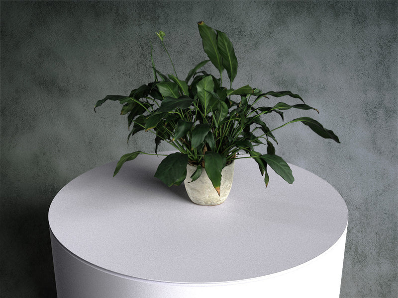 Peace Lily (Spathiphyllum) in Pot