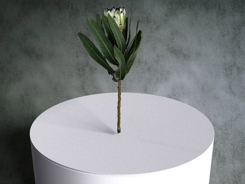 Protea Flower (Protea Magnifica White) 02