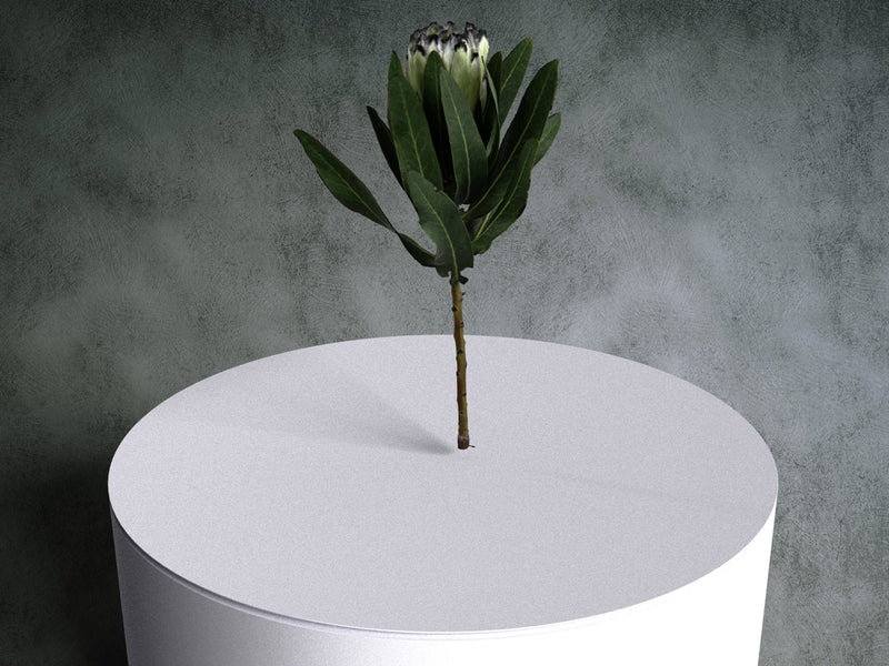 Protea Flower (Protea Magnifica White) 02