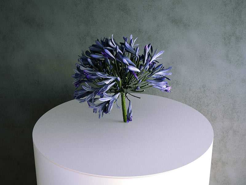 Agapanthus (Purple) Flower / Cutting 02