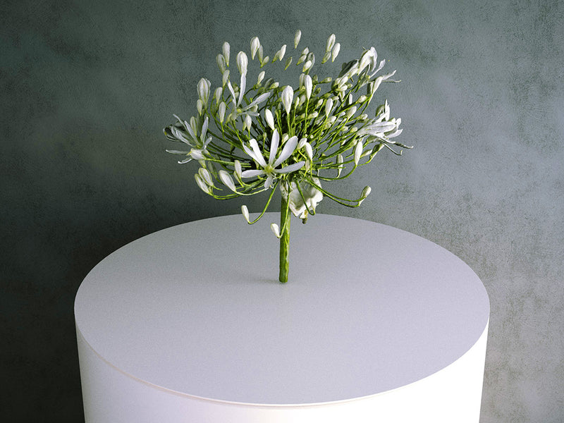 Agapanthus (White) Flower / Cutting 02