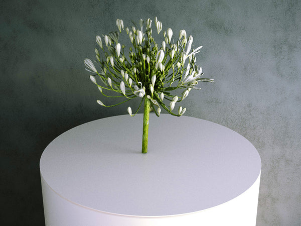 Agapanthus (White) Flower / Cutting 02