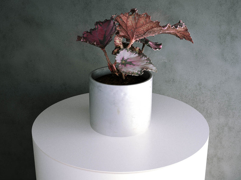 Begonia Plant (Begonia Rex Hybrid) - 01
