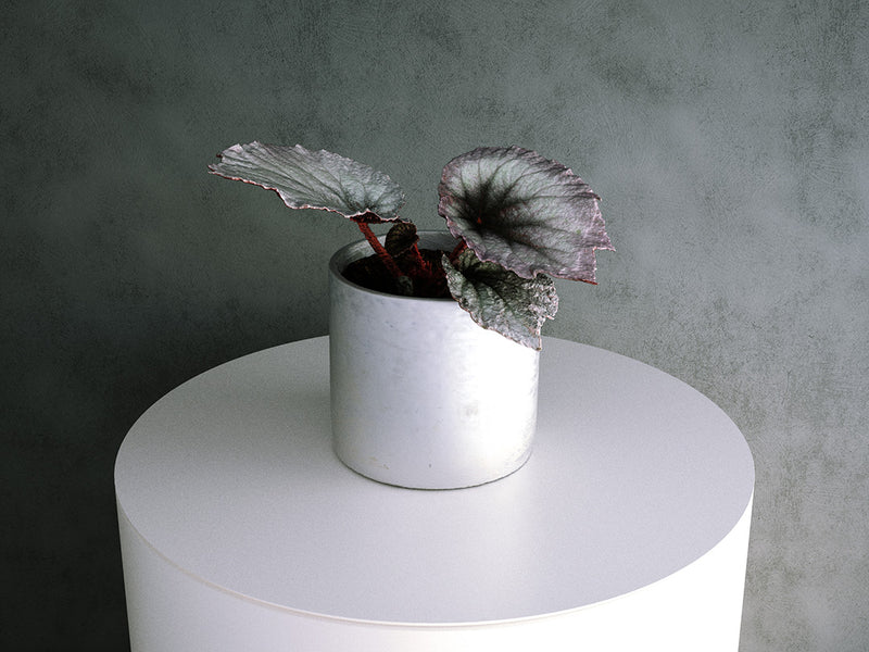 Simulat 3d Model: Begonia Rex Hybrid 02