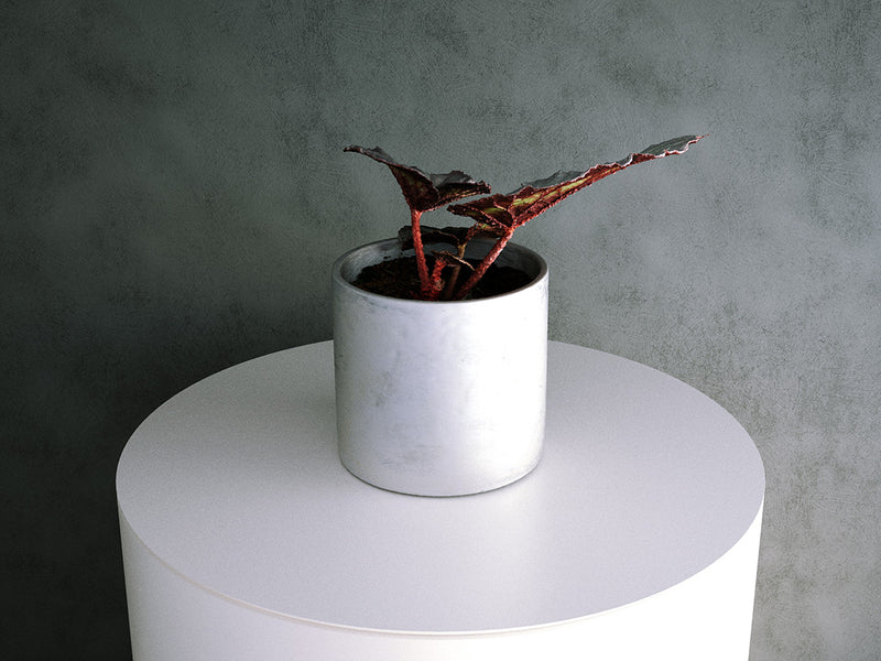 Simulat 3d Model: Begonia Rex Hybrid 02