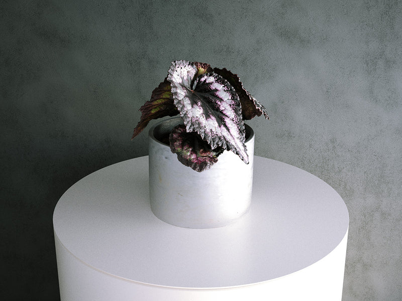 Begonia Plant (Begonia Rex Hybrid) - 03