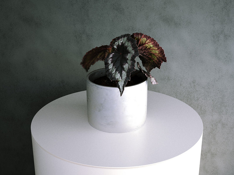 Begonia Plant (Begonia Rex Hybrid) - 03