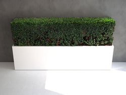 Hedge: Buxus Sinica