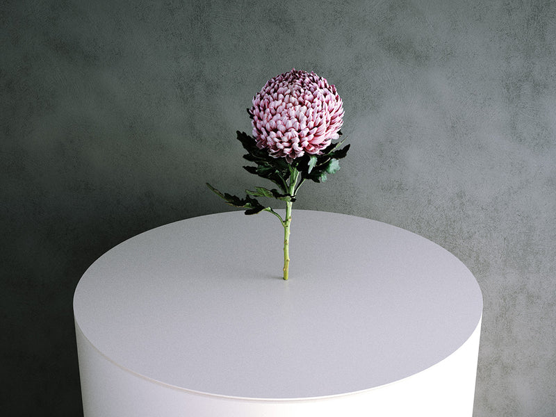 Chrysanthemum Flower (Deandra Morifolium) 01