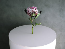 Chrysanthemum Flower (Deandra Morifolium) 02