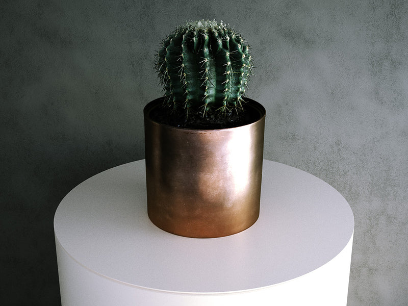 Eriosyce Cactus in Metal Pot
