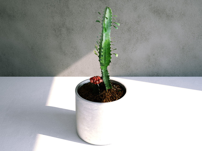 Euphorbia Cactus Set 02