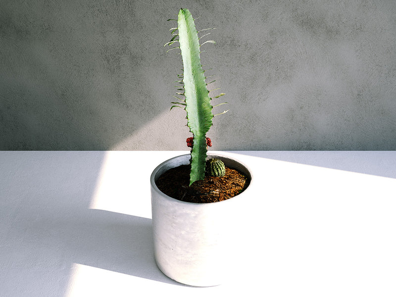 Euphorbia Cactus Set 02