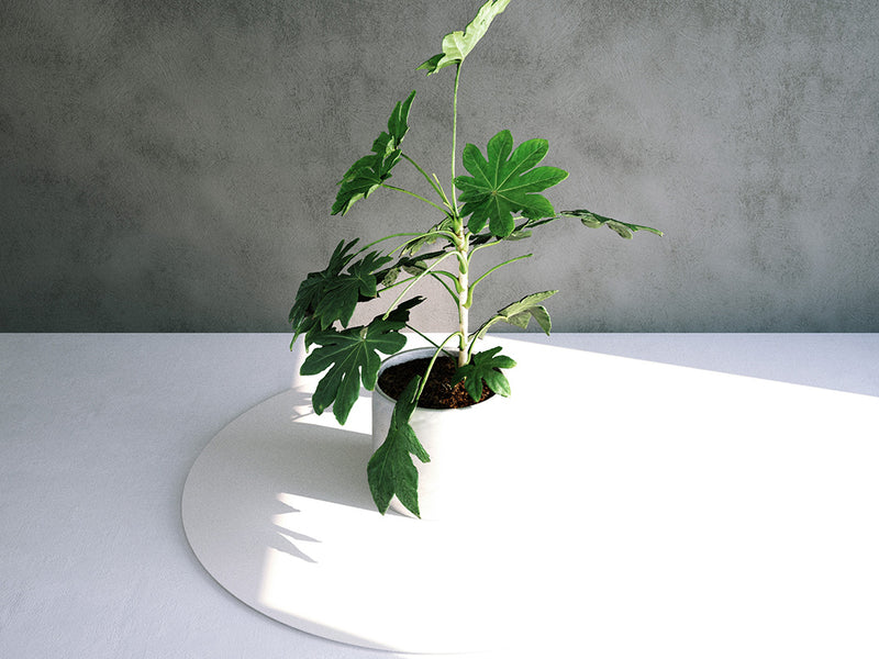 Simulat 3d Model: Fatsia Japonica House Plant