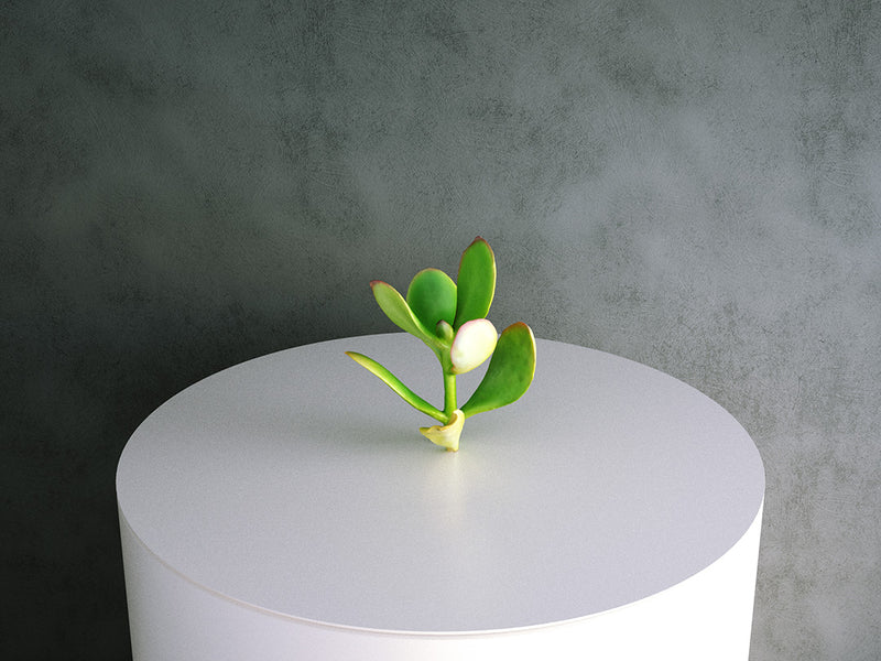 Crassula Ovata (Jade Succulent) - 01