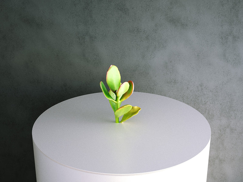 Crassula Ovata (Jade Succulent) - 01