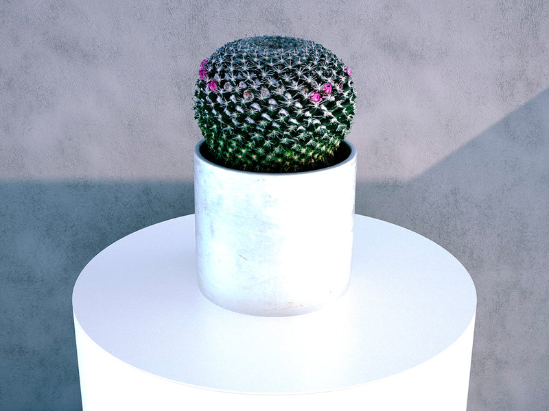 Mammilleria Cactus