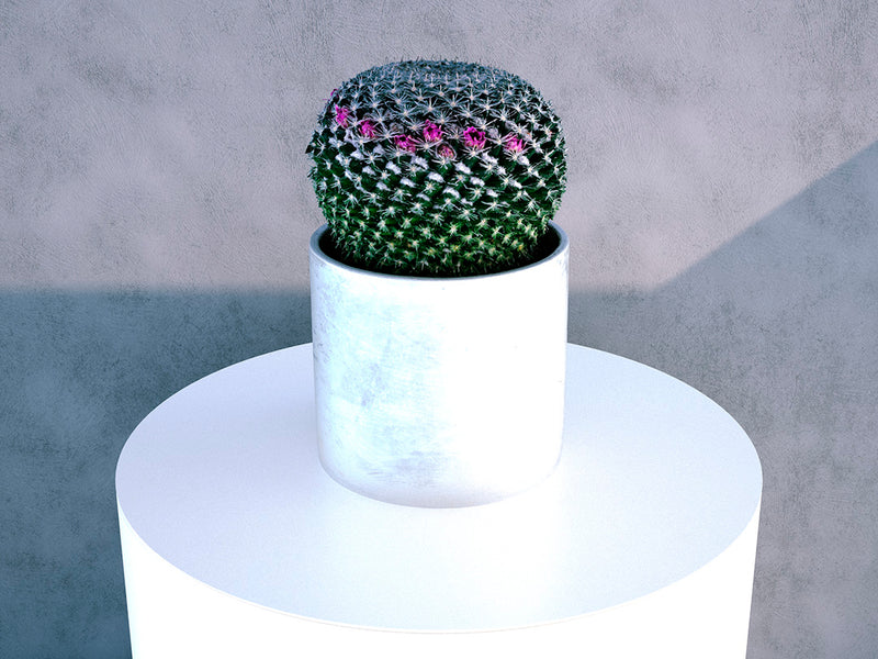 Mammilleria Cactus