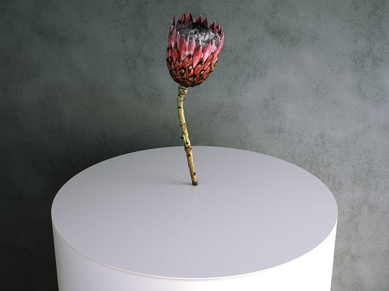 Protea Flower (Protea Magnifica)