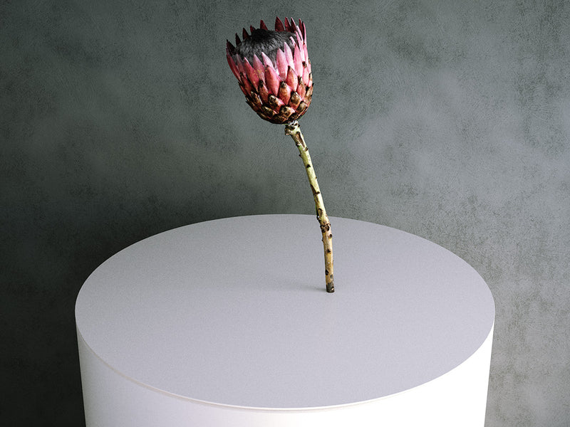 Protea Flower (Protea Magnifica)