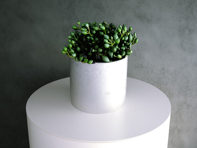 Senecio Citriformis Pot (Dwarf Succulent)